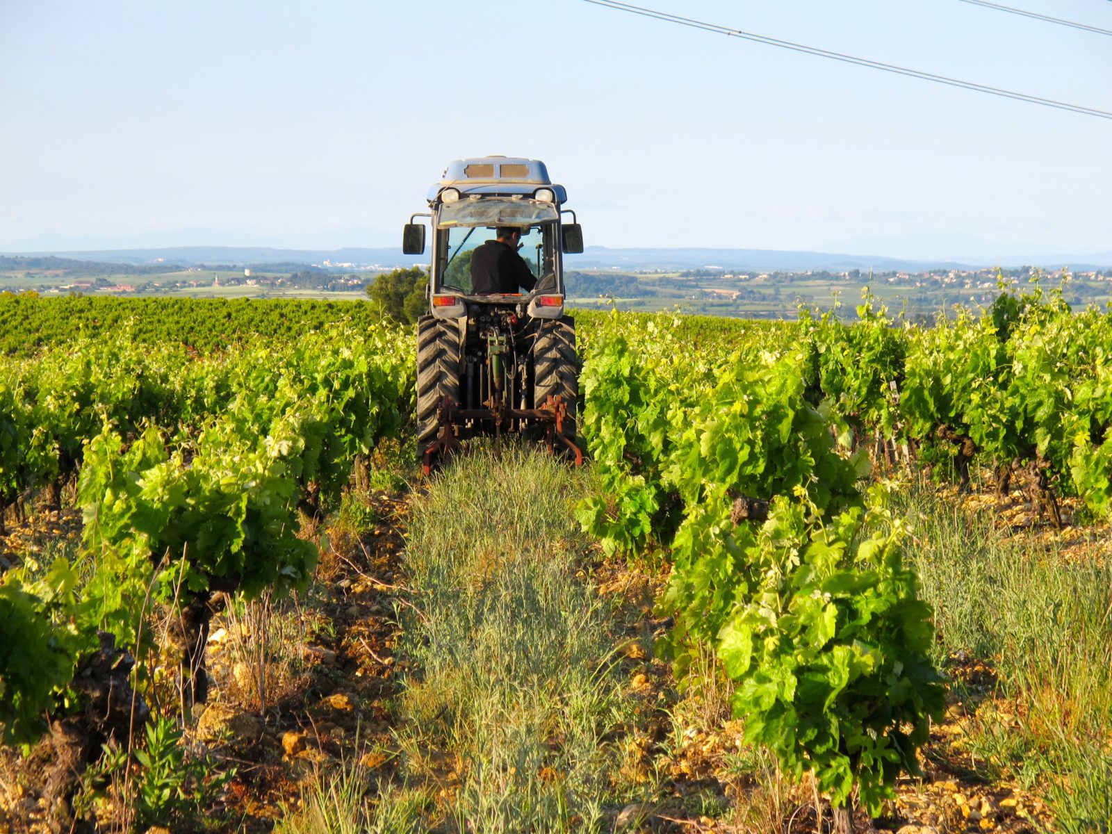 Sydfranska Fastigheter rapporterar från vinfälten
